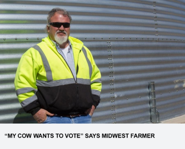 “My Cow Wants To Vote” Says Midwest Farmer
